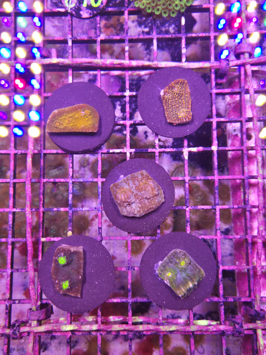 Chalice Frag
