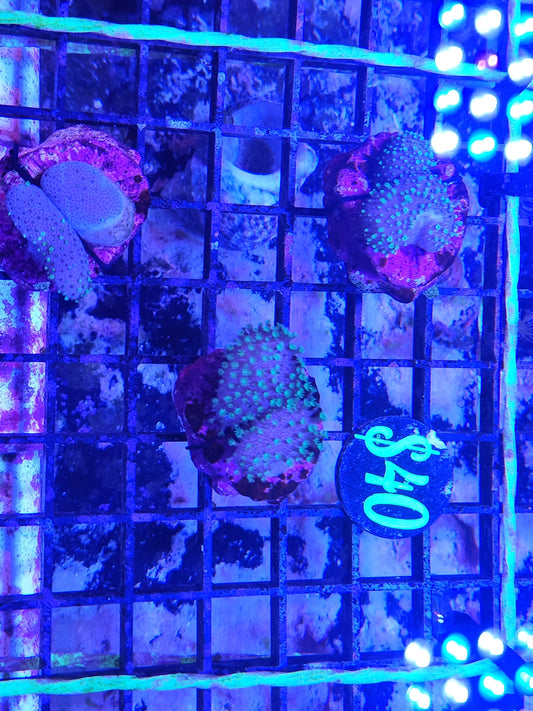 Aussie Crown Leather Frag