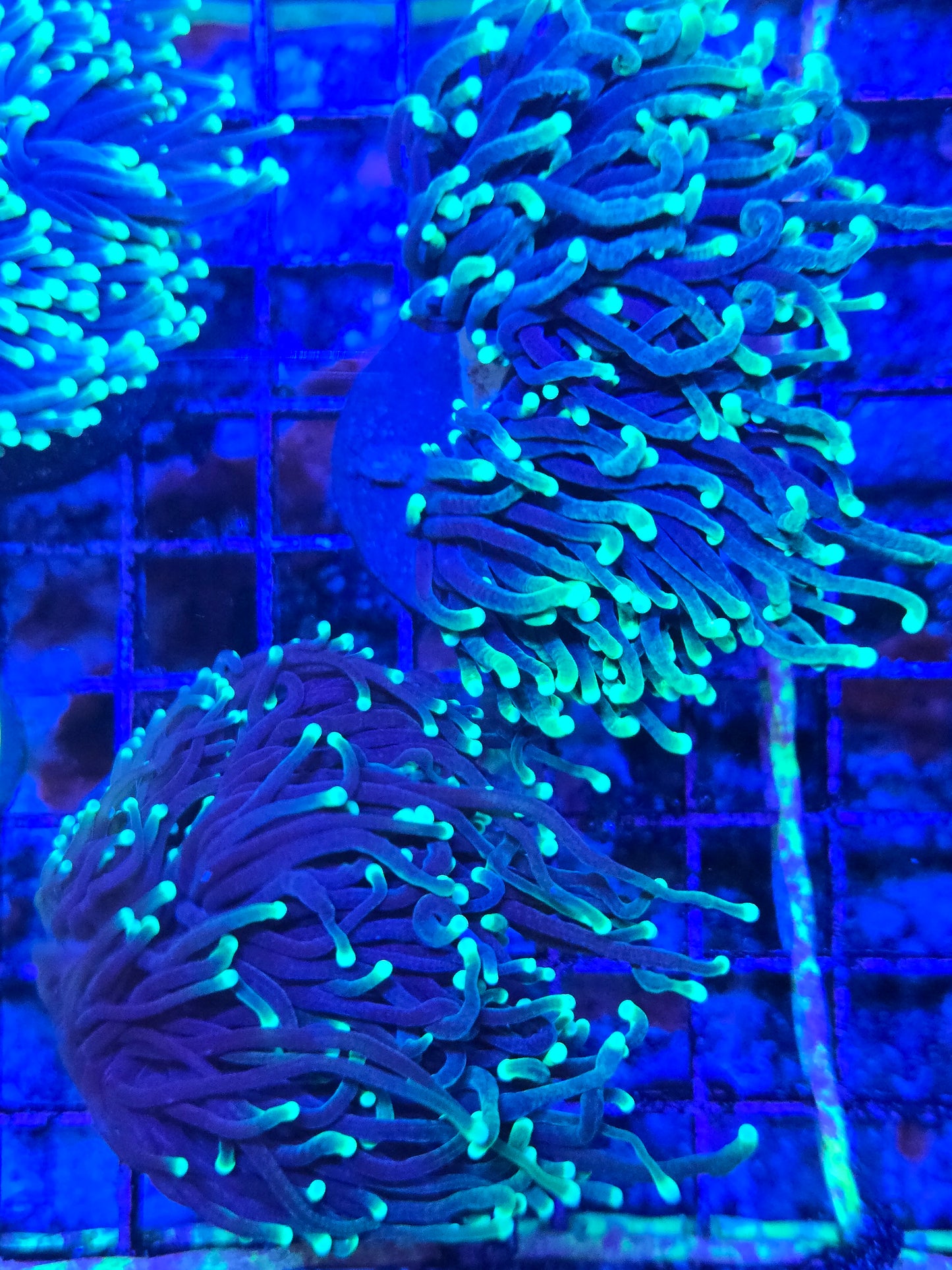 Western Aussie Multicolor Torch Frag