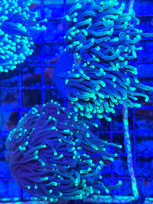 Western Aussie Multicolor Torch Frag