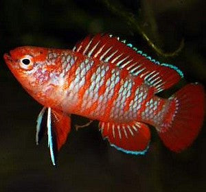 Badis Scarlet Reg