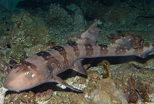 Bamboo Cat Shark Med/Lg
