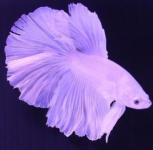 Lavender Halfmoon Betta Male