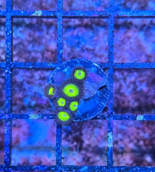 Belladonna Zoa