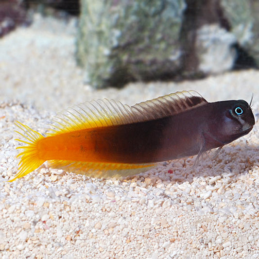 Bicolor Blenny Med