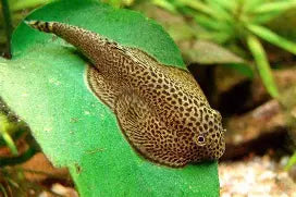 Hillstream Butterfly Loach Boreno Big Spot Lg