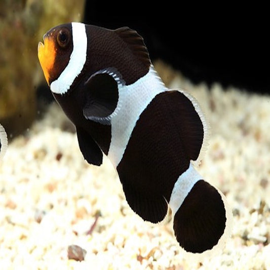 Ocellaris Clown Black Med
