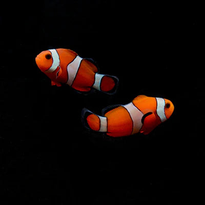 Clownfish Pair