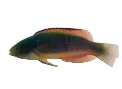 Blackfin Fairy Wrasse Male Lg