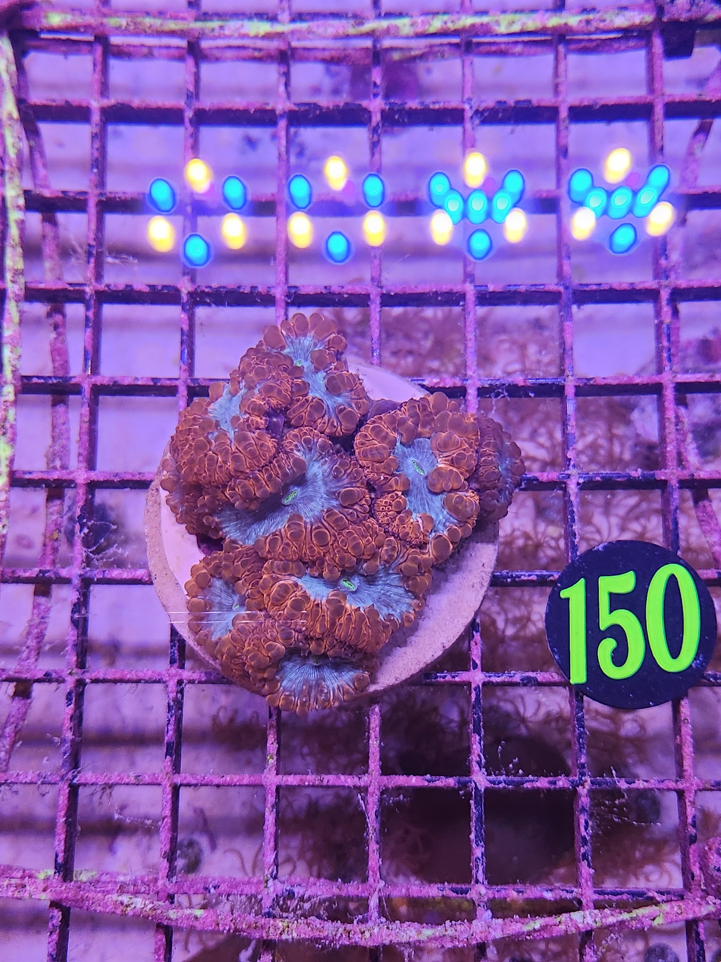 Blastomussa Indo Crimson Glowlight