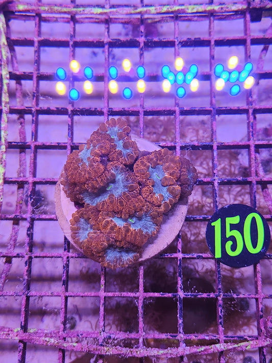 Blastomussa Indo Crimson Glowlight