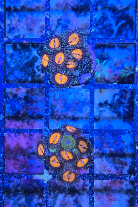 Bloodsucker Zoa