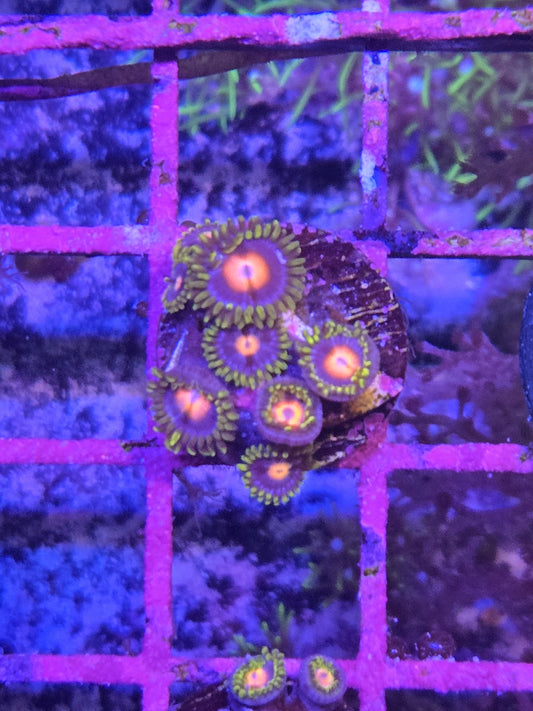 Blow Pop Zoa Frag