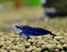 Blue Diamond Shrimp