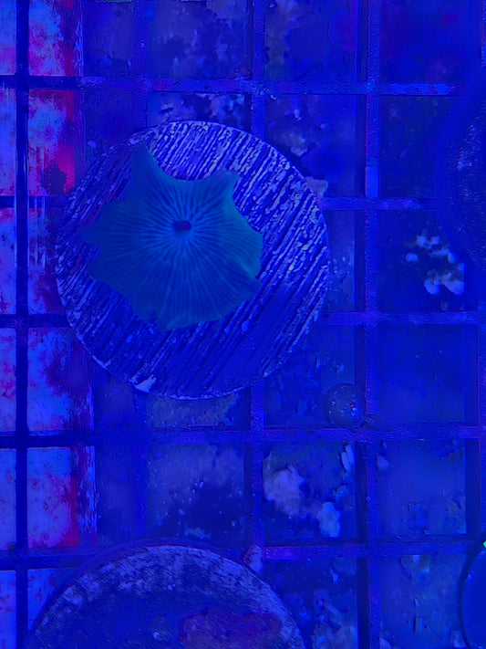 Blue Disco Mushroom Coral Frag