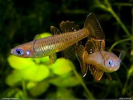 Tenellus Blue Eye Rainbow