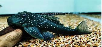 Blue Phantom Pleco XLg L128