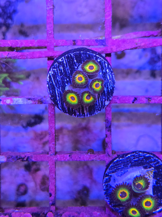 Bob Marley Zoa Frag