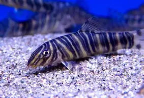 Loach Botia Zebra Med