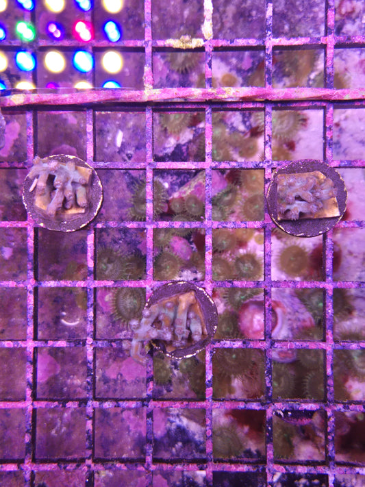 ECC Bonsai Branching Cyphastrea Frag