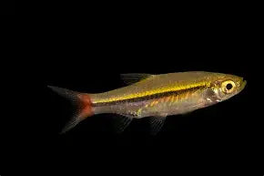 Rasbora Brilliant