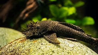 Pleco Bristlenose Wild Lg