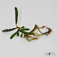 Velvet Bucephalandra Plant Lg