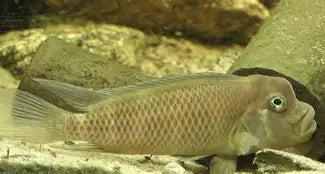 Cichlid S Buffalo Head Reg