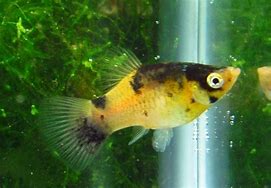 Bumble Bee Platy