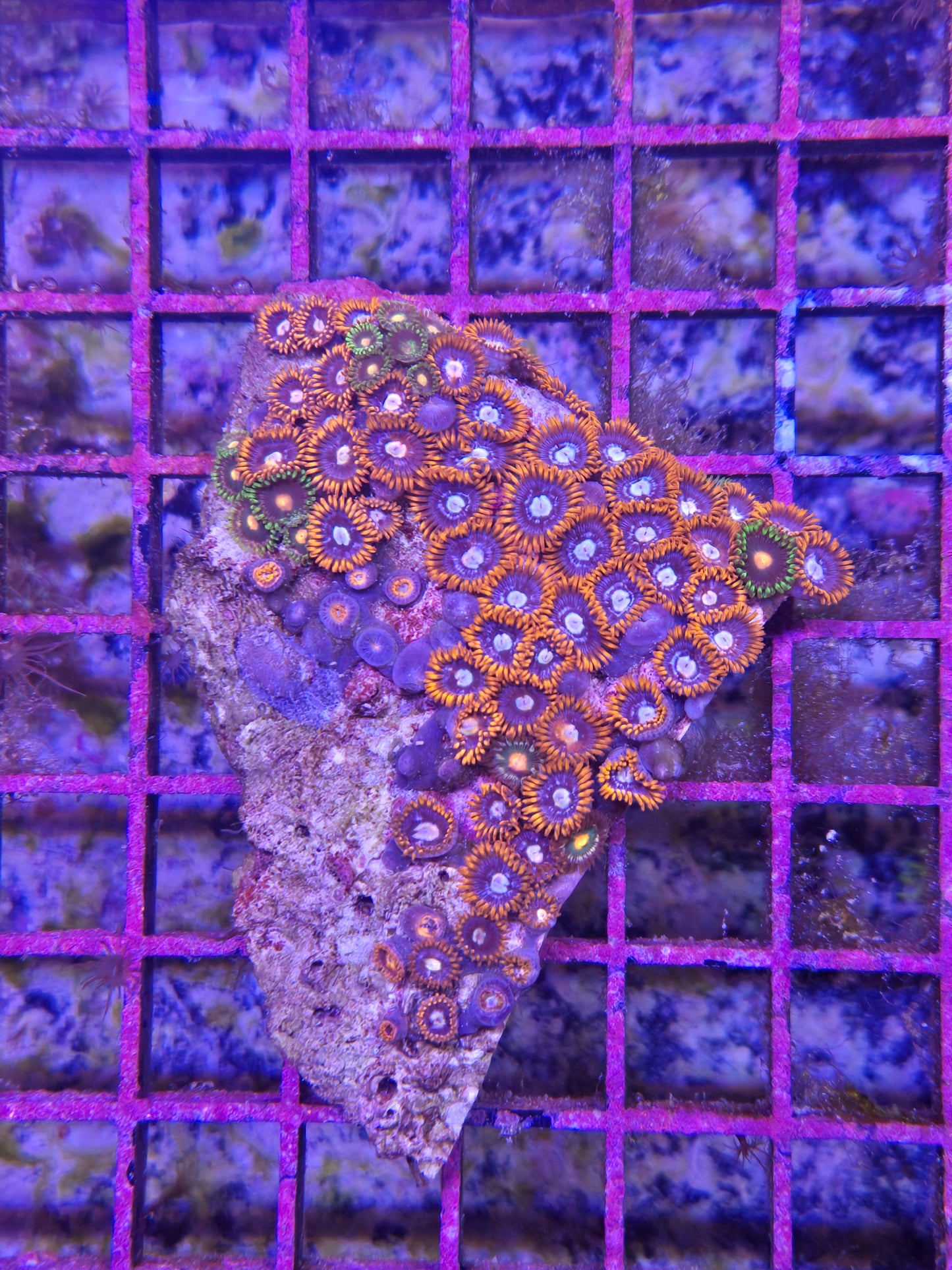 Indo Zoa Combo Rock