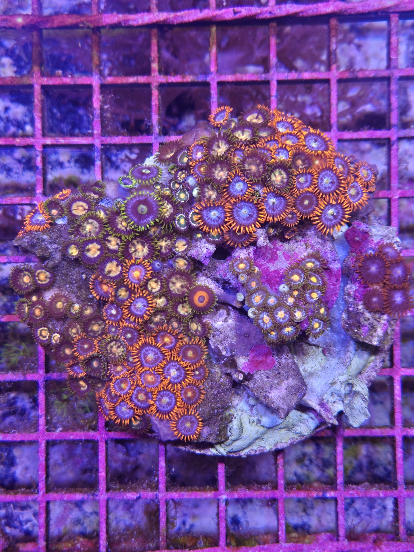 Indo Zoa Combo Rock