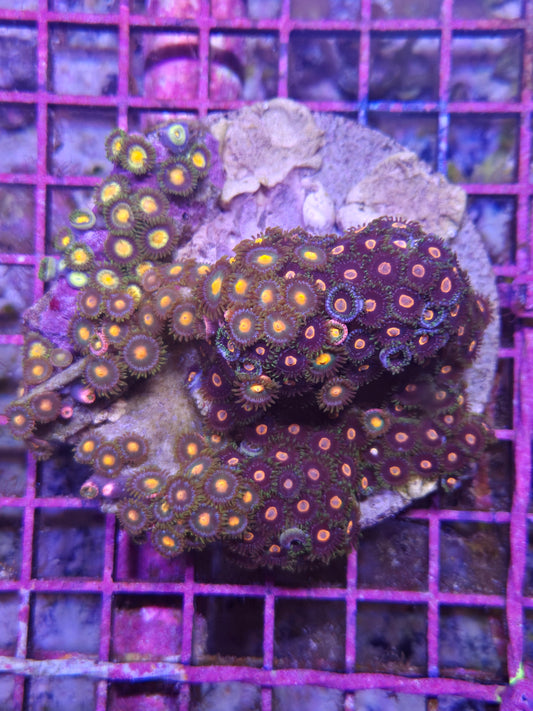 Indo Zoa Rainbow Garden