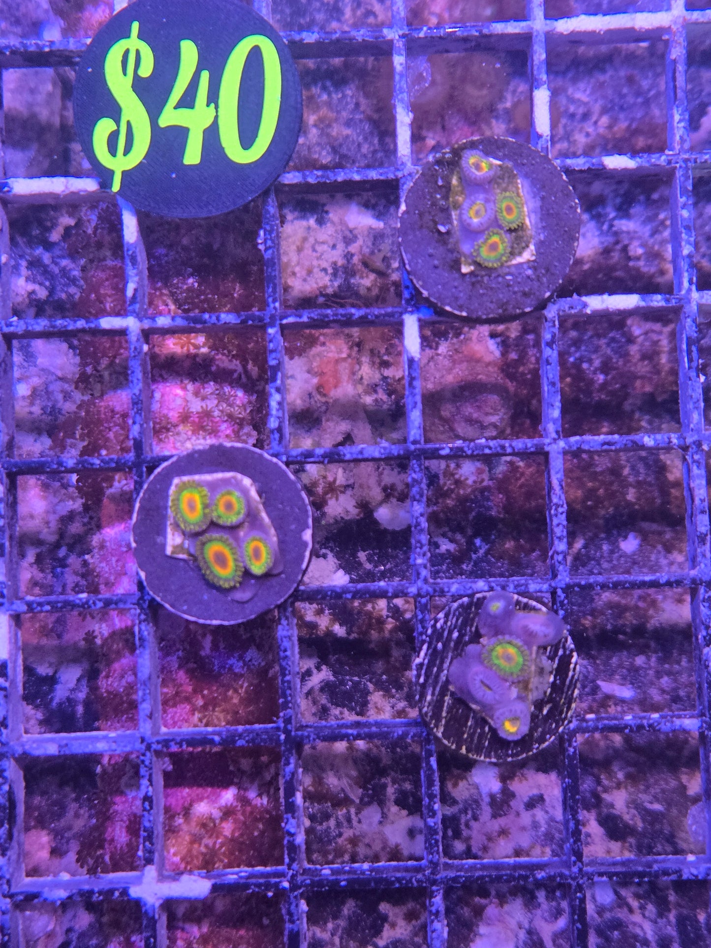 ECC Rasta Zoa Frag