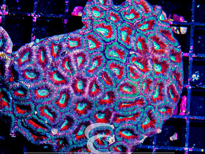 Aussie Acan Lord Ultra Lg