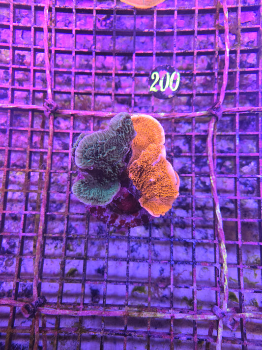 Indo Two Tone Montipora