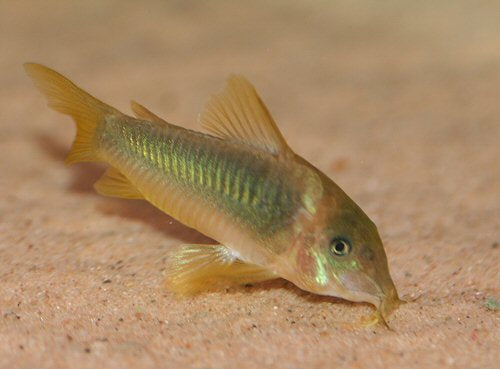 Green & Gold Cory Catfish