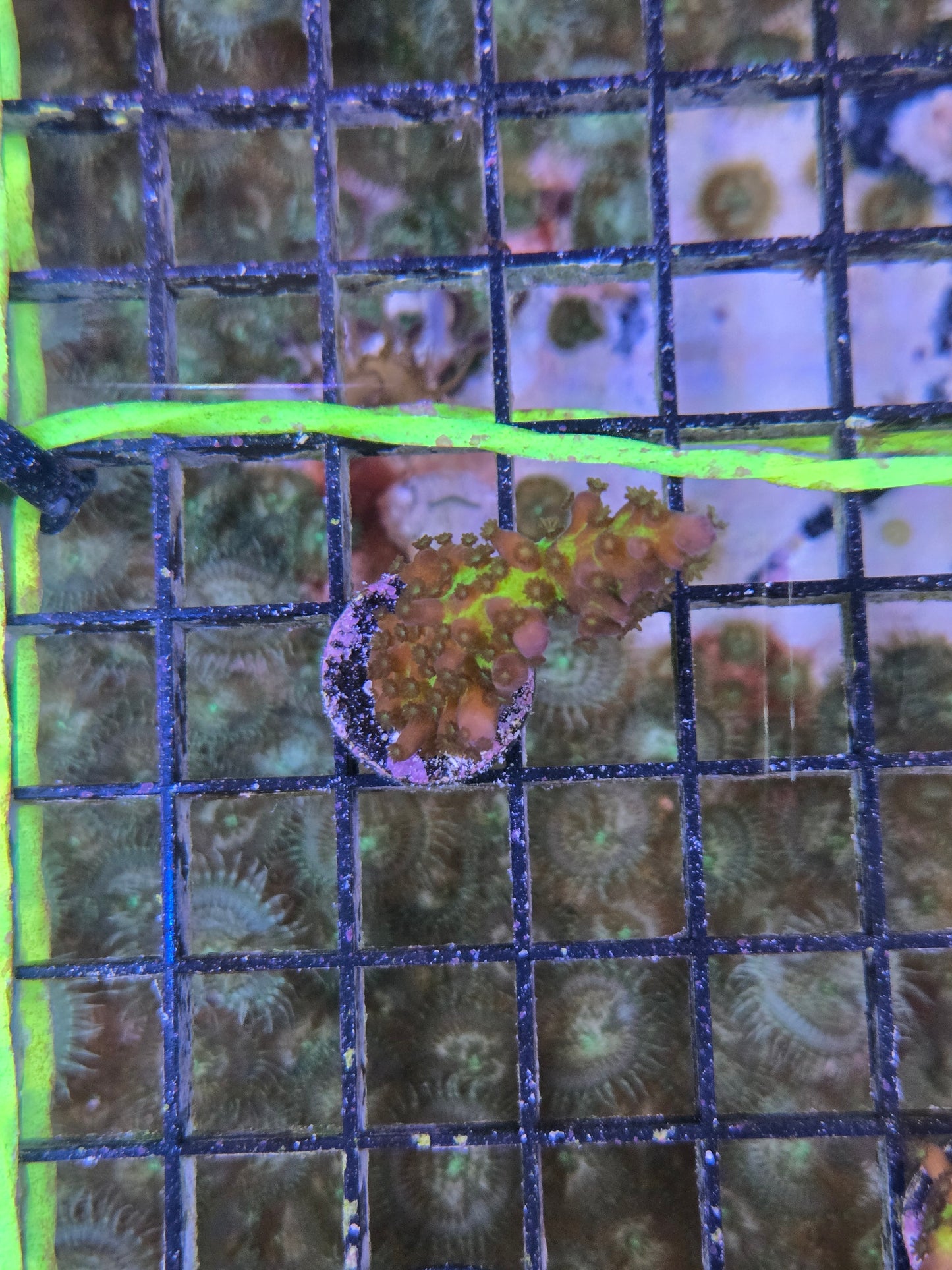 Cali Tort Acro