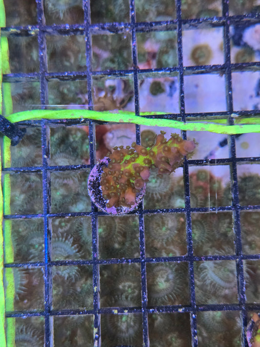 Cali Tort Acro