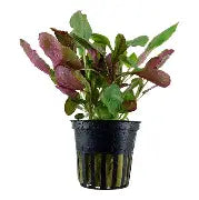 Potted Cardinal Plant