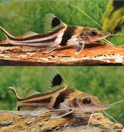 Catfish Guyana Hifin Pimelodus 3.5-4.5"