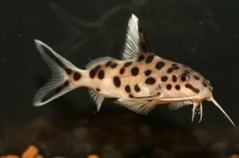 Synodontis Multipunctatus Catfish Lg