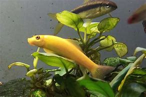 Golden Chinese Algae Eater