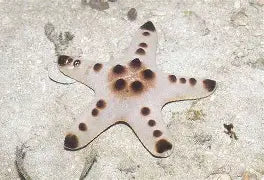 Chocolate Chip Starfish Sm