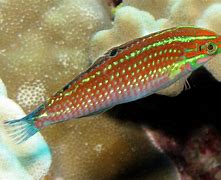 Christmas Wrasse Indo Pacific Med