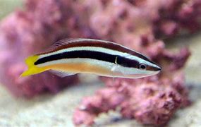 Yellowtail Cleaner Wrasse