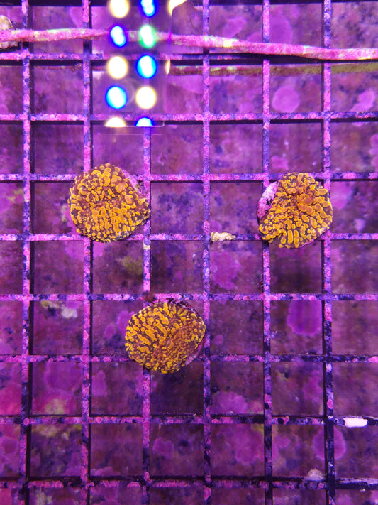 CC Cloudberries Chalice Frag