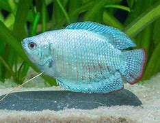 Gourami Dwarf Male Cobalt Lg
