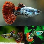 Assorted Cobra Guppy