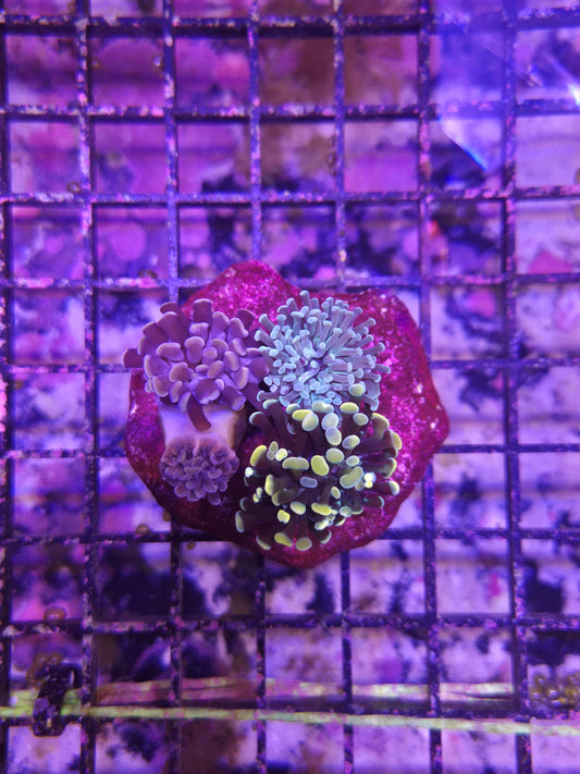Tri Color Indo Hammer Colony