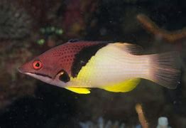 Coral Hogfish Med/Lg